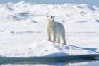 Norway, Svalbard. Polar bear on pack ice in Arctic Ocean. Art Print